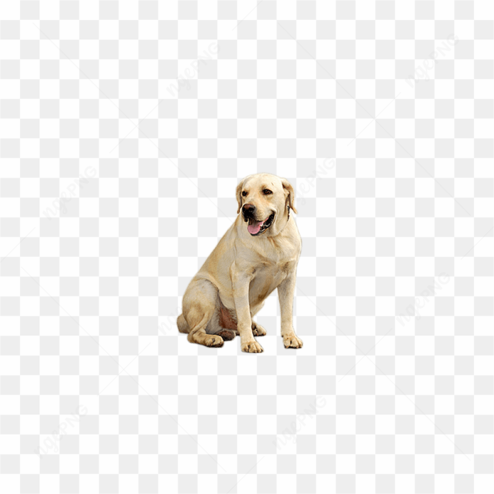 Dog Png Image