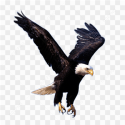 Flying Eagle Png Image Download