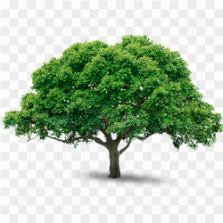 Tree Png Image Download Picture