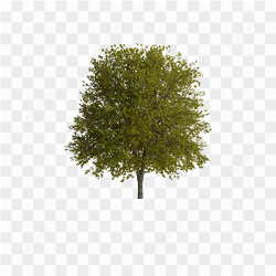 Beautiful green tree