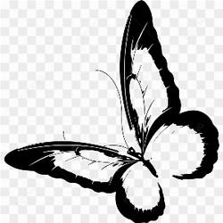 Beautiful butterfly transparent