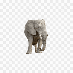 Big elephant no background