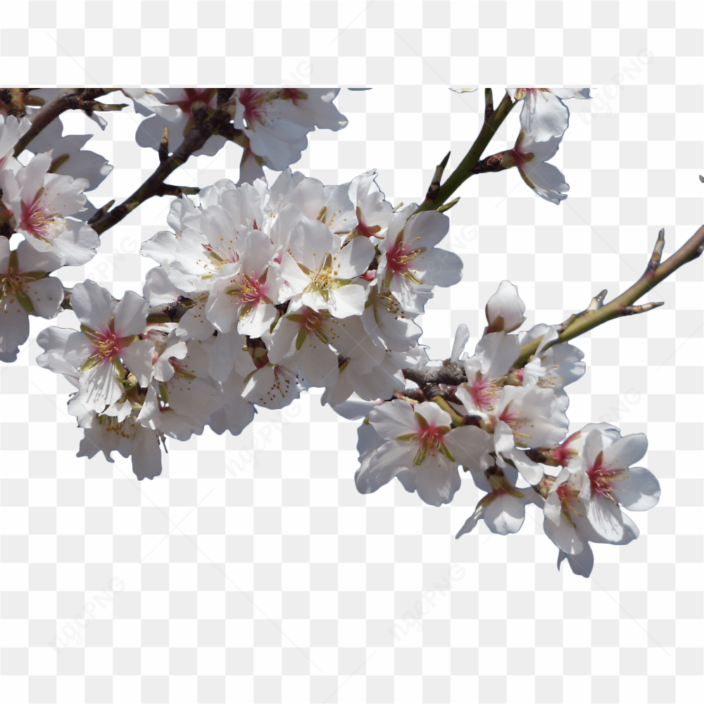 Beautiful spring flower