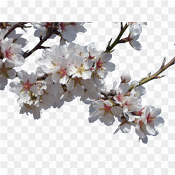Beautiful spring flower 