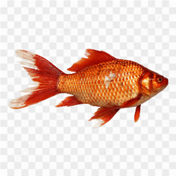 Gold litlle fish 