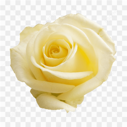 Yellow rose flower 