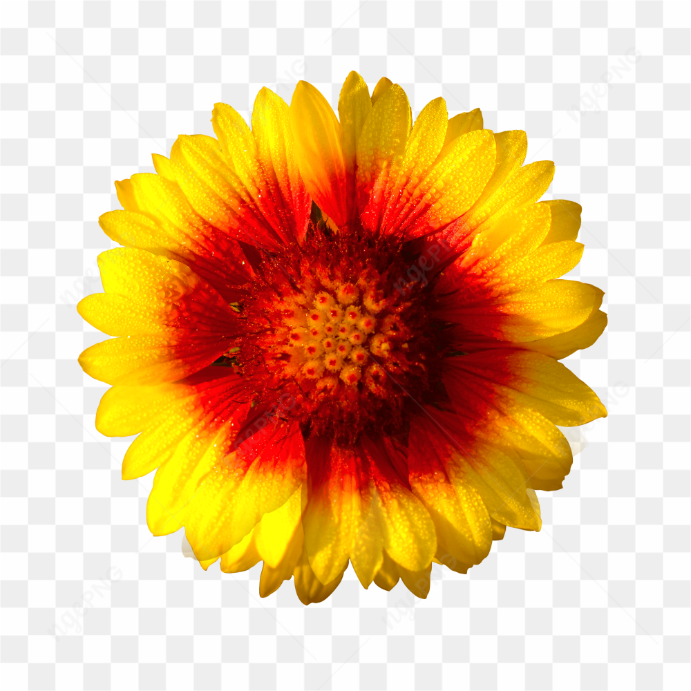 Orange yellow flower