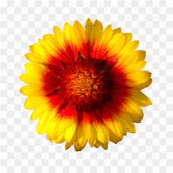 Orange yellow flower