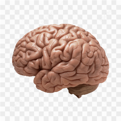 Brain transparent photo 