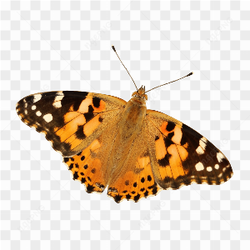 Colorful Butterfly Photo 