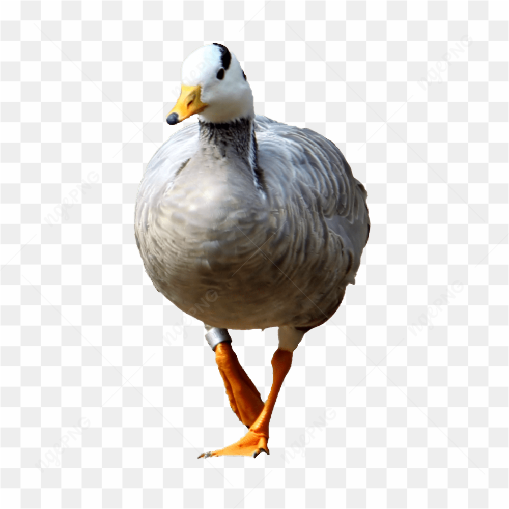 Goose, Wild Goose