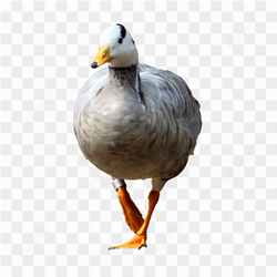 Goose, Wild Goose
