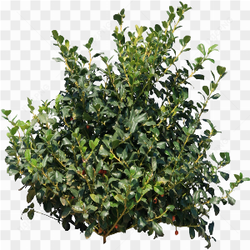 Green plant, Shrub