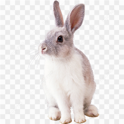Rabbit, mammal, animals, fauna 