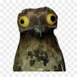 Confused funny bird