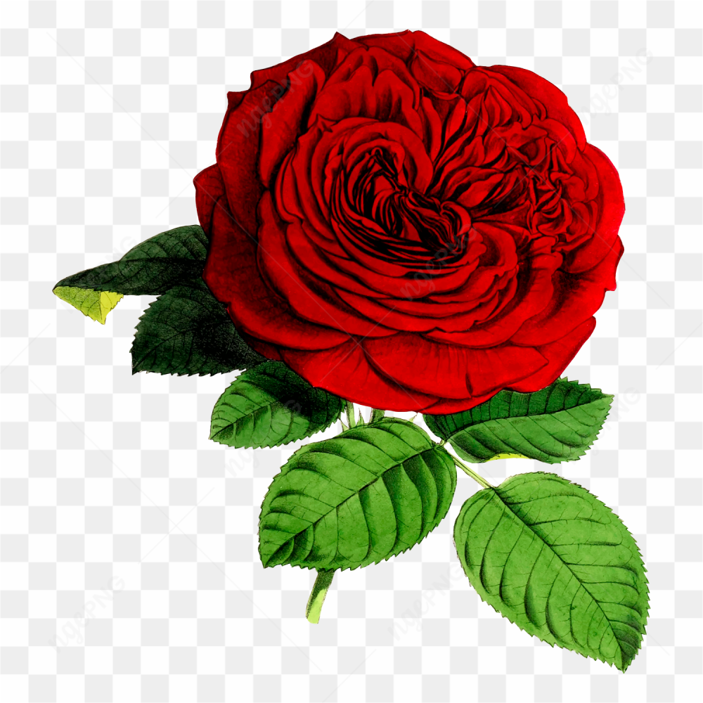 Rose flower transparent beckground