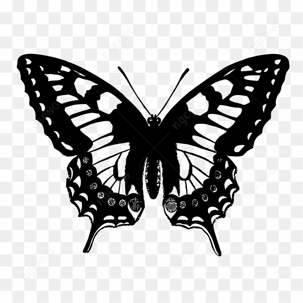 Borboleta black and white