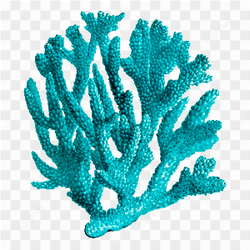 Atlantic coral ocean