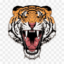 Tiger colored roar