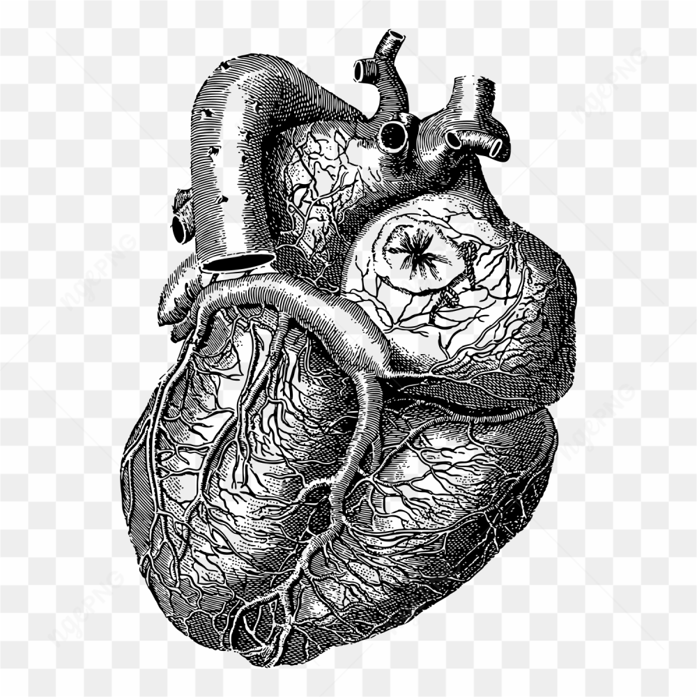 Heart zoom uncolored 