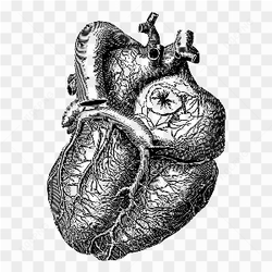 Heart zoom uncolored 