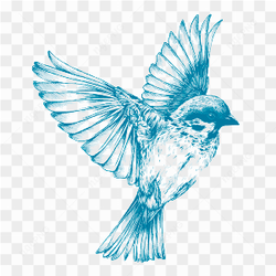 Beatifull bird blue 