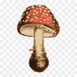 Cogumelo red and white
