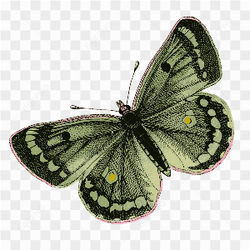 Best green butterfly 