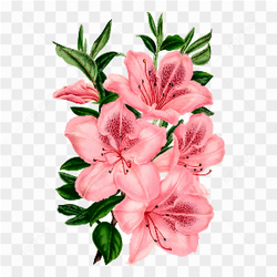 Pink rose flower