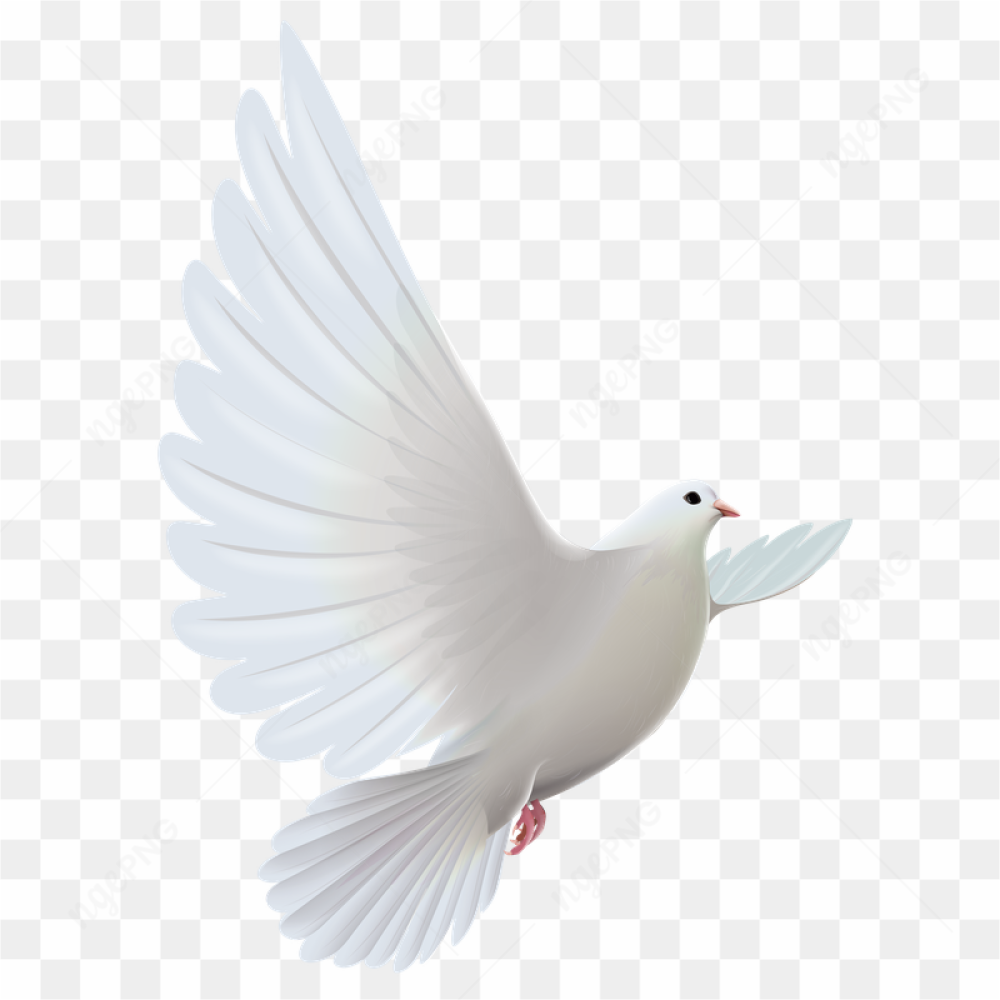 And Pigeons Transparent Prayer White Dove Bird