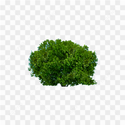 Tree Png Image Download Picture