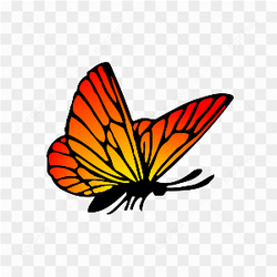 RED AND BLACK BUTTERFLY