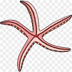 Underwater Animal 25
