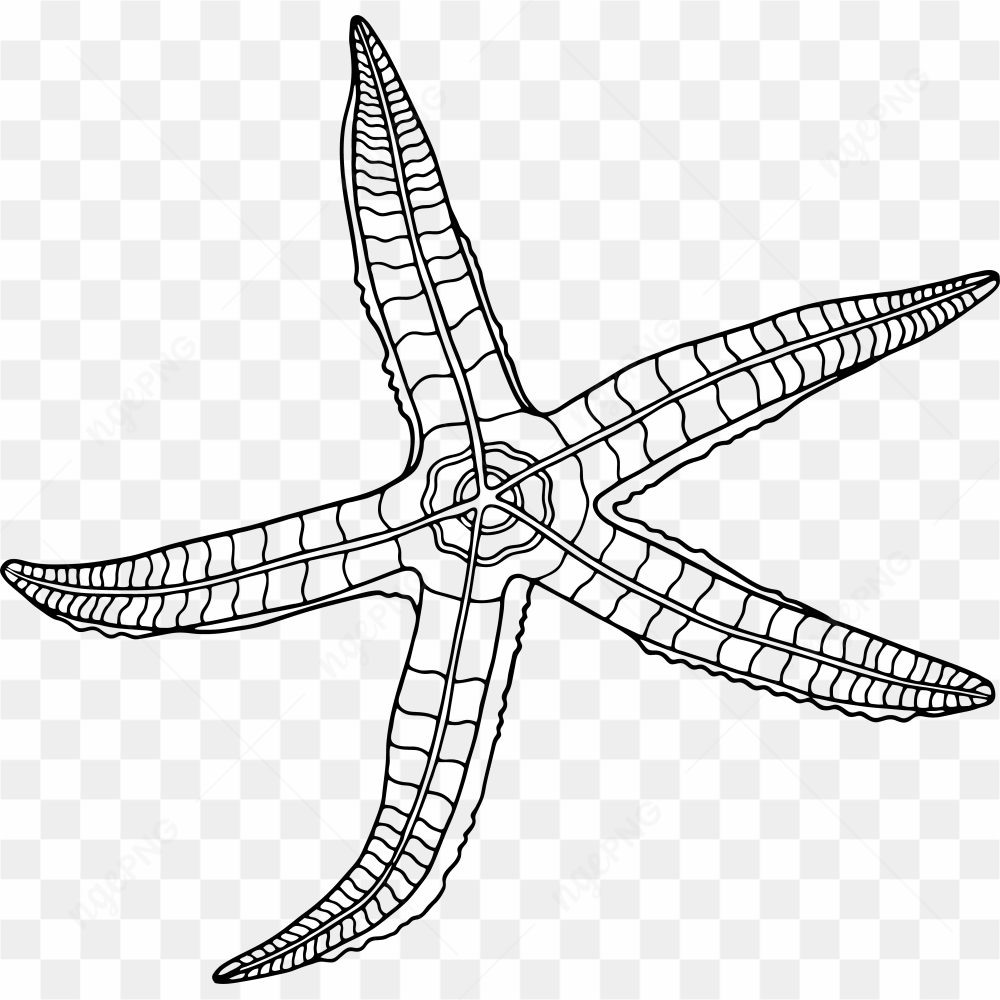Underwater Animal 28