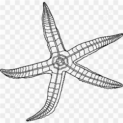 Underwater Animal 28