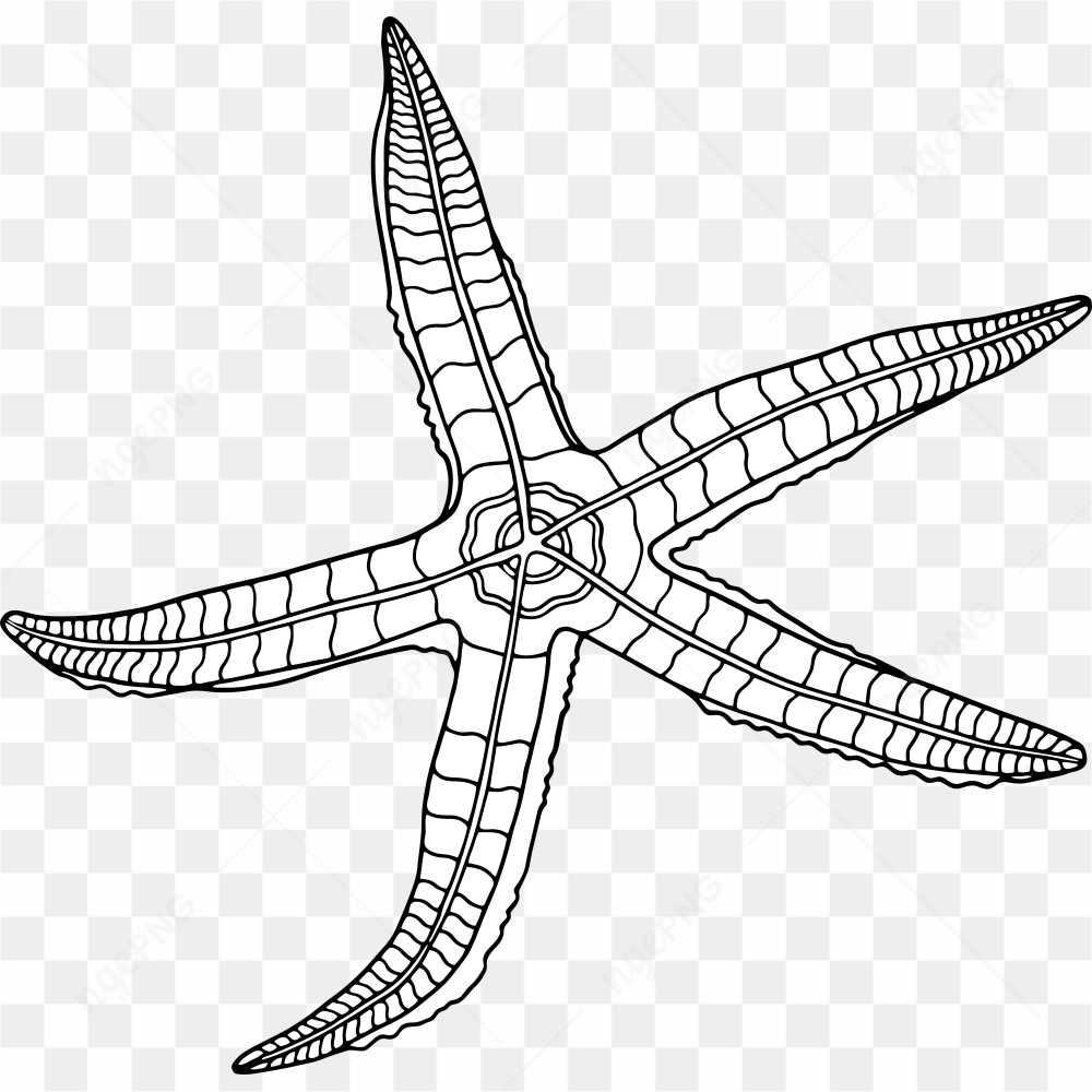 Underwater Animal 30
