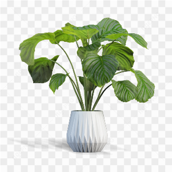Indoor Plants at home