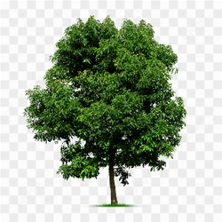 The tree of life