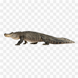 The wild crocodile