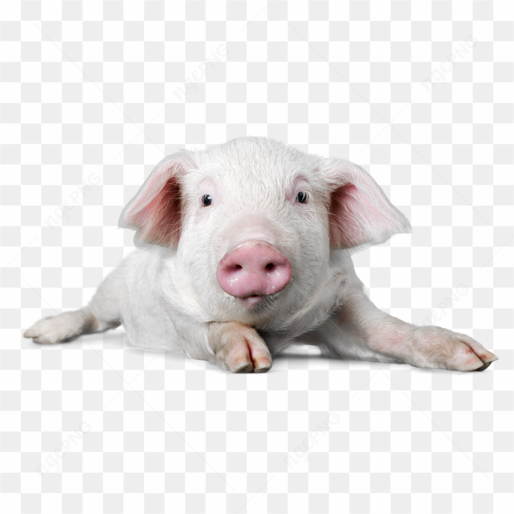 Cute little pig