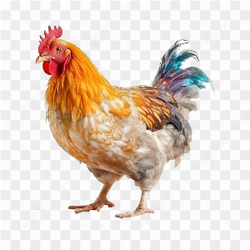 The red rooster