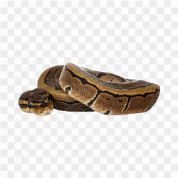 The wild snake
