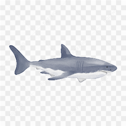 The angry shark