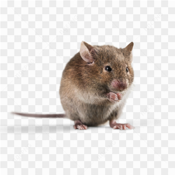 The little rat
