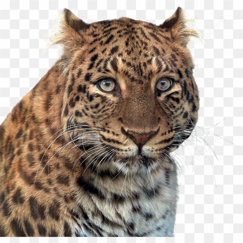 An angry panther 