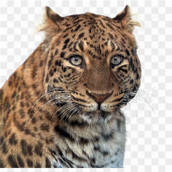 An angry panther 