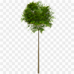 A mahogany tree