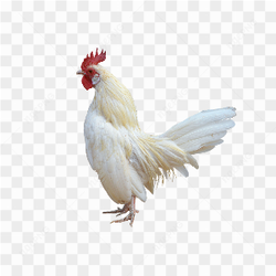 A white rooster 