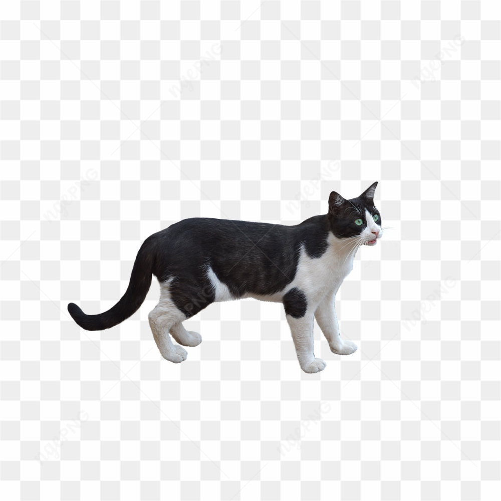 Black and white cat