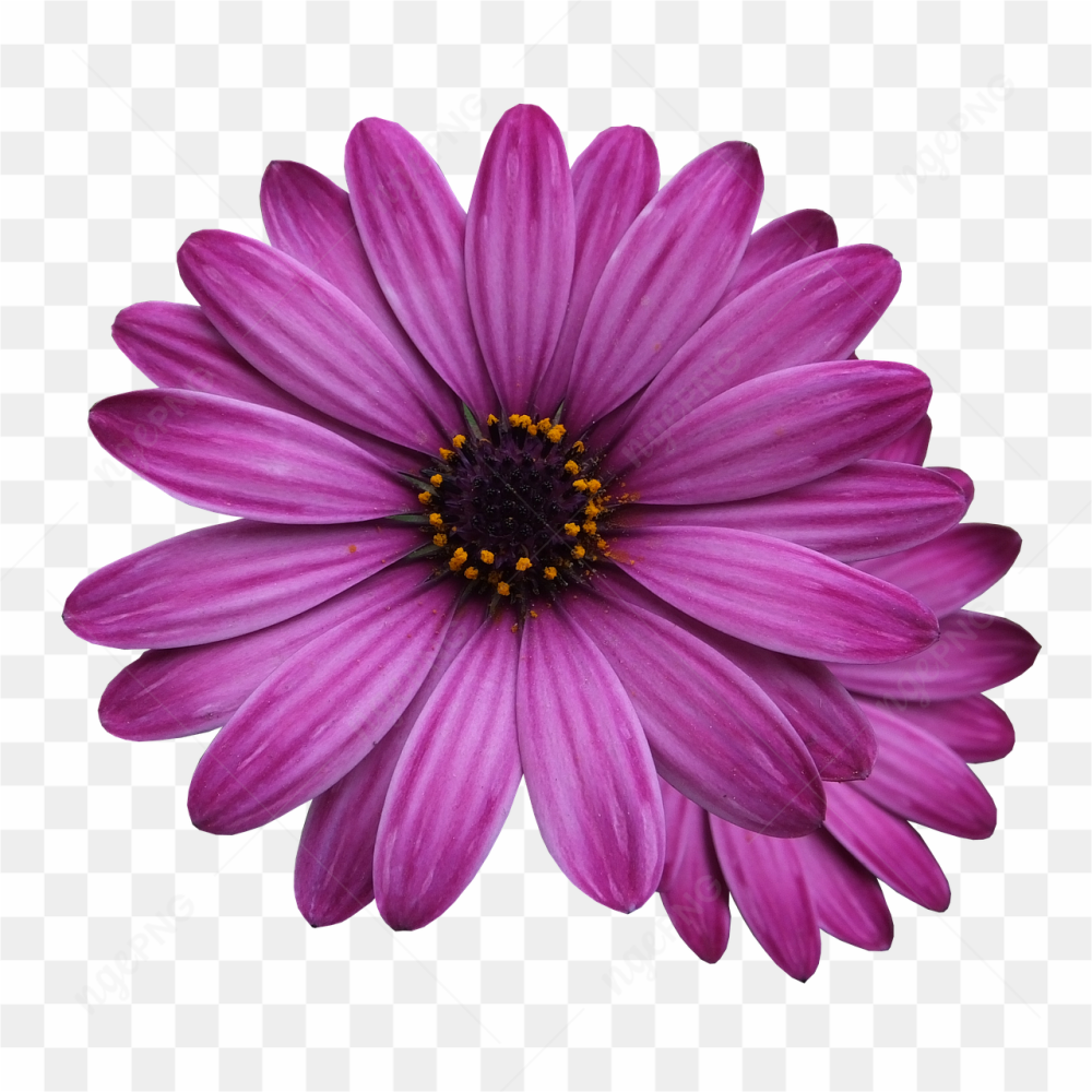 A beautiful flower 